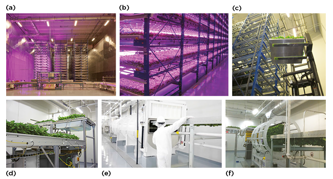 Illustration of semi-automated plant growth and infiltration procedure - Bioreactor iBio